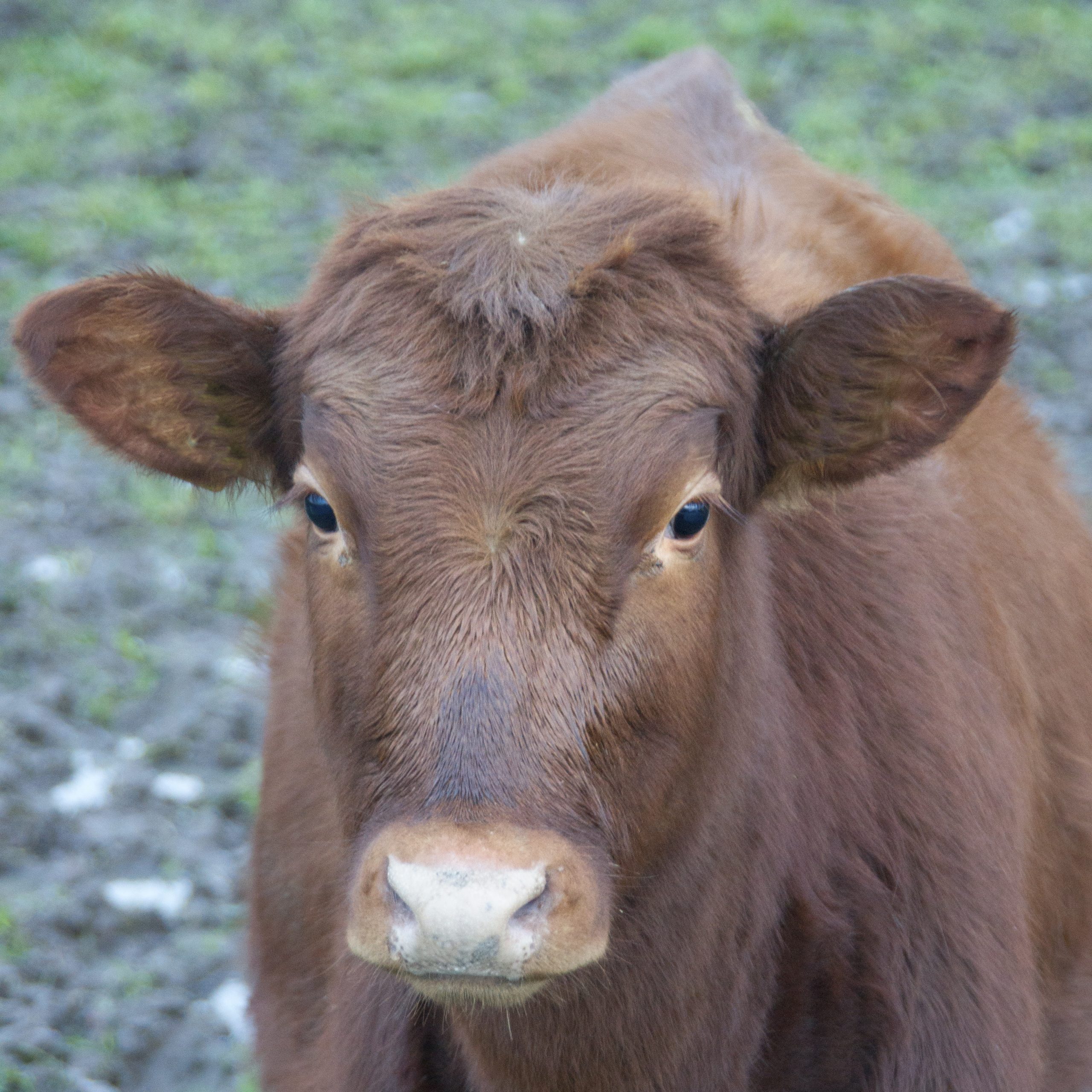 kött